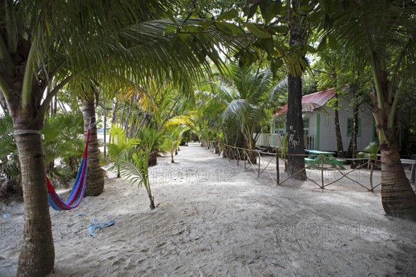 Sandy path between coconut trees, Playa Blanca, Lowlands, Izabal Department, Guatemala