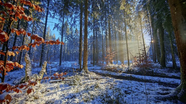 Sun rays penetrate a colorful, snow-covered forest, Franconian Forest nature park Park