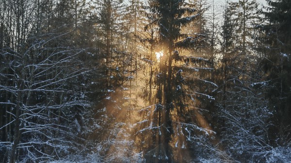 Light penetrates through trees in a snow-covered forest, Franconian Forest nature park Park