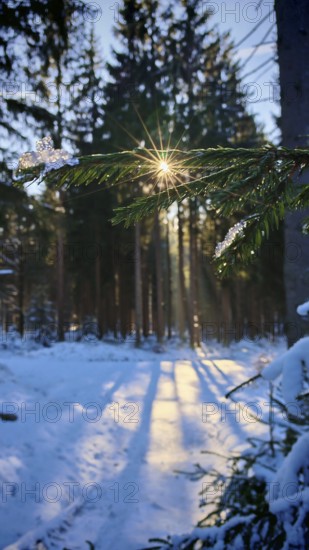 Sun rays break through the branches of a snow-covered forest, Franconian Forest nature park Park
