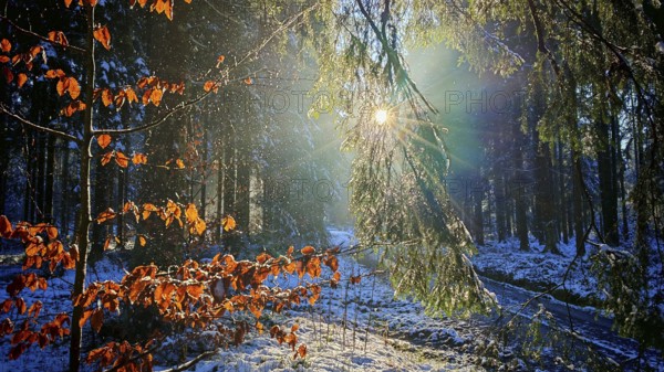 Sunlight falls on glowing beech leaves (fagus) in a snow-covered forest, Franconian Forest nature park Park