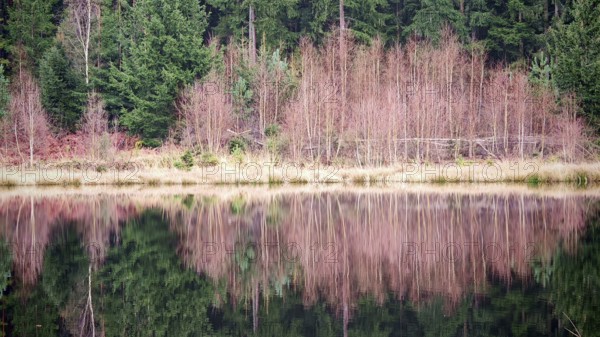 Barren trees and their reflection in the calm water of a lake in the forest, ecg, Frankenwald nature park Park