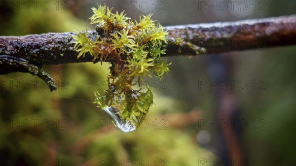 A drop of water hangs on a branch covered with moss (musco) in close-up, Franconian Forest nature park Park