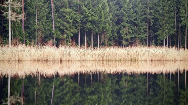 A tranquil lake with a reflection of reeds (phragmites australis) and dense conifers, Franconian Forest nature park Park