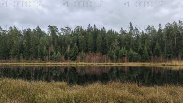 A tranquil forest lake with a reflection of the trees and clouds in the sky, surrounded by pine trees (pinus) Franconian Forest nature park Park