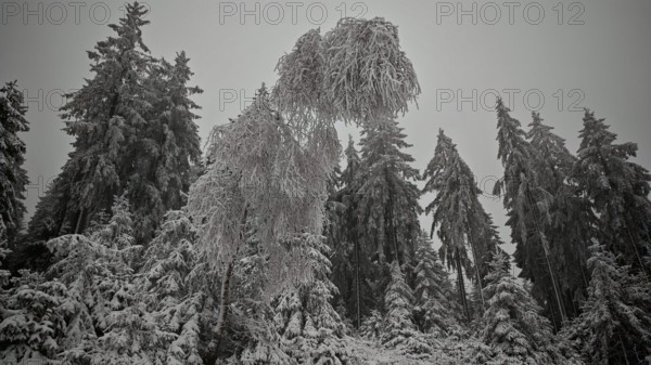 Tall, snow-covered trees in a thick winter forest, Rennsteig, Thuringian Forest nature park Park