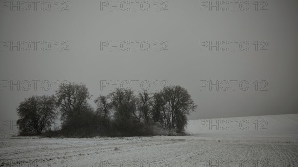 Snow-covered field with a small group of trees under grey sky, Rennsteig, Frankenwald nature park Park