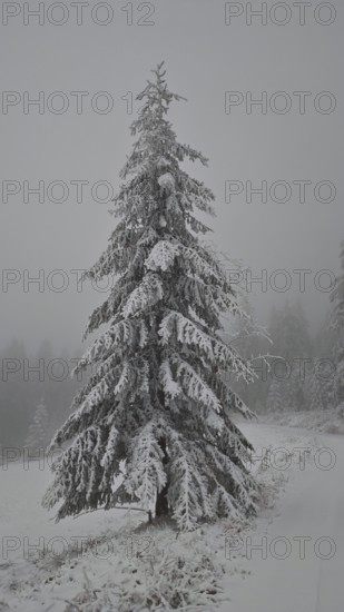 A single snow-covered Christmas tree in a foggy winter landscape, Rennsteig, Thuringian Forest nature park Park