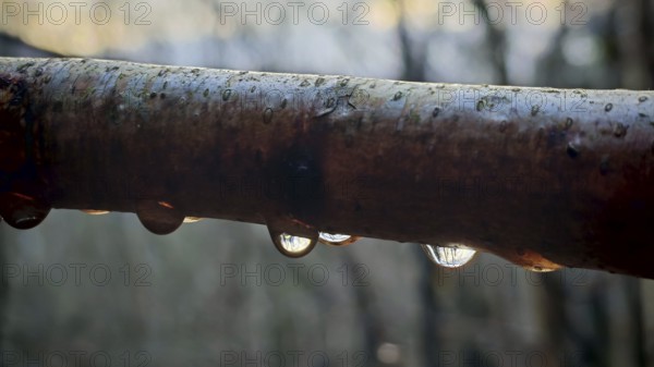 Macro image of a branch with water droplets in which trees are reflected, Thuringian Forest nature park Park