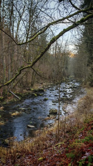 A stream flows through a forest with autumn leaves on the ground, Frankenwald nature park Park