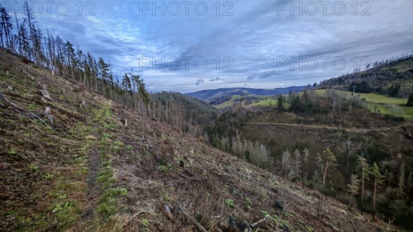 Path through extensive landscape with felled, cleared spruces (picea) with harvesting machine and open areas in the forest, tree trunks lying around, destroyed by the bark beetle (scolytinae), apocalyptic, Rennsteig, Thuringian Forest nature park Park