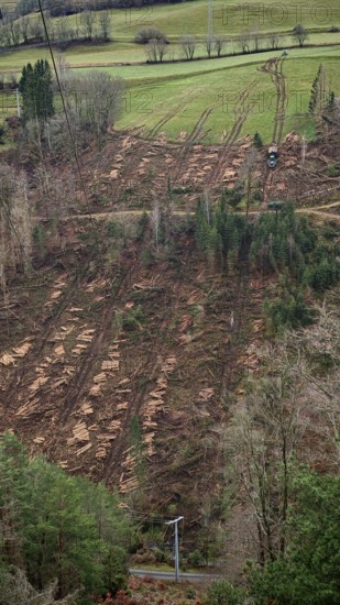 Extensive landscape with felled, cleared spruce trees (picea) with harvesting machine and open areas in the forest, tree trunks lying around, destroyed by the bark beetle (scolytinae), Rennsteig, Thuringian Forest nature park Park