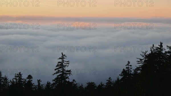 Sea of clouds over a forest in the evening light, Fichtelgebirge