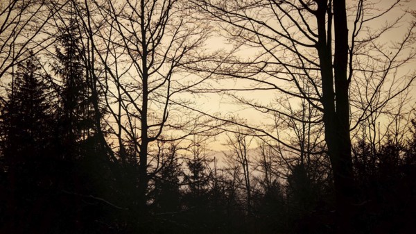 Silhouettes of trees against a colorful evening sky, Fichtelgebirge