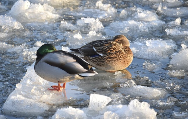 Mallards (Anas platyrhynchos) sitting on ice on the frozen Elbe near Geesthacht, Schleswig-Holstein, Germany
