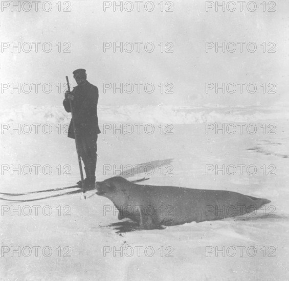 Adrien de Gerlache, the leader of the Belgian Antarctic expedition (1897 - 1899) hunts a seal, 1899, ski, seal hunt, historical, South Pole, Antarctica This expedition was the first to venture into the Antarctic in winter. Among the participants were the Norwegian Roald Amundsen and Frederic Cook