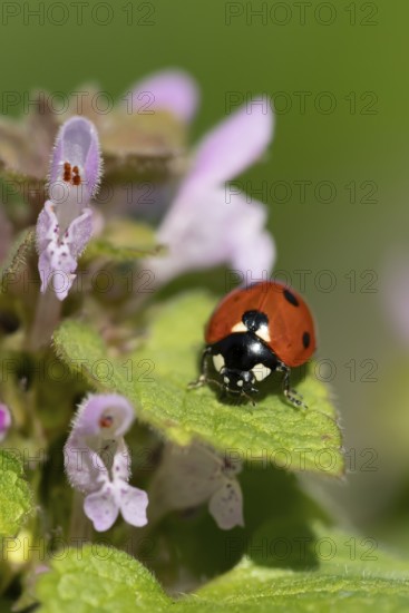 Seven-spot ladybird or Ladybug (Coccinella septempunctata) adult insect on a Red dead nettle plant in spring, England, United Kingdom