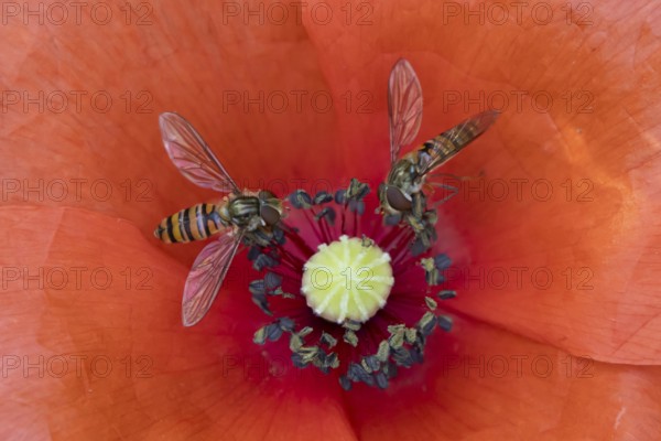 Common hoverfly (Eupeodes corollae) two adult insects feeding on a garden red Common field poppy flower in summer, England, United Kingdom