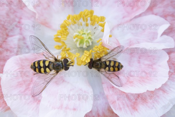 Common hoverfly (Eupeodes corollae) two adult insects feeding on a garden poppy flower in summer, England, United Kingdom