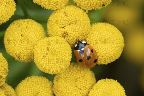 Seven-spot ladybird or Ladybug (Coccinella septempunctata) adult insect on a garden Tansy flower in summer, England, United Kingdom