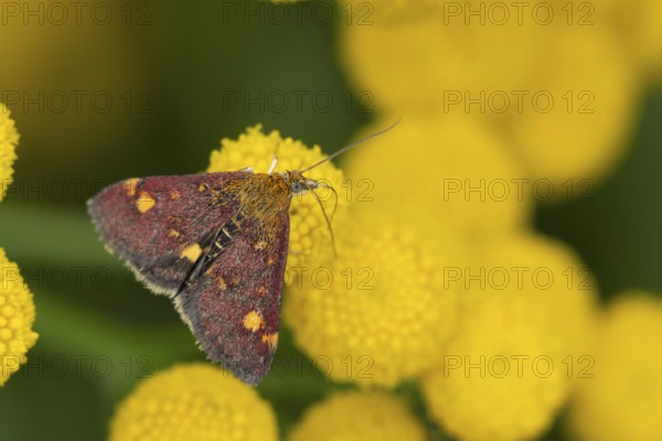 Mint moth (Pyrausta aurata) adult insect feeding on a garden Tansy flower in summer, England, United Kingdom