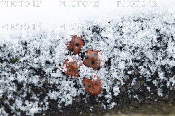 Seven-spot ladybird or Ladybug (Coccinella septempunctata) four adult insects hibernating in snow in winter, England, United Kingdom