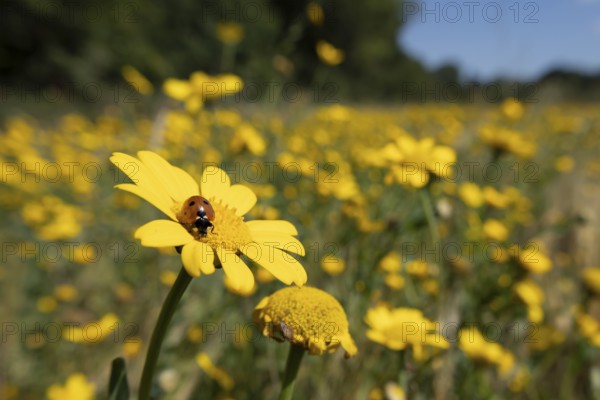Seven-spot ladybird or Ladybug (Coccinella septempunctata) adult insect on a Corn marigold flower in a wildflower meadow in summer, England, United Kingdom