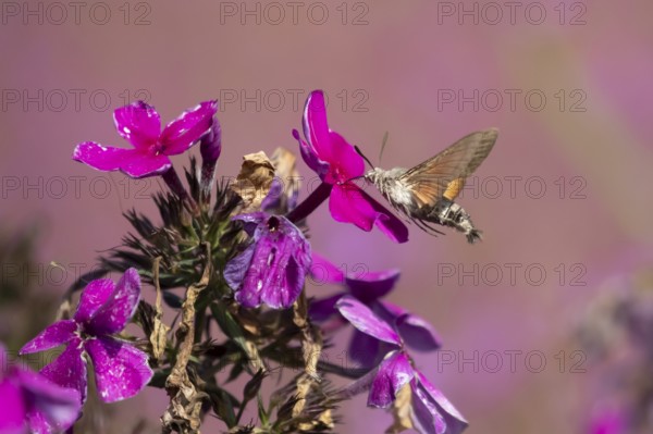 Hummingbird hawkmoth (Macroglossum stellatarum) adult moth insect in flight feeding on a garden Phlox flower in summer, England, United Kingdom