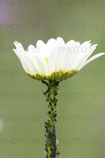 Black bean aphid or Greenfly (Aphis fabae) adult insects on an Oxeye daisy flower stem in summer, England, United Kingdom