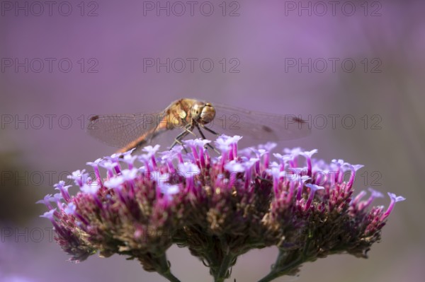 Common darter dragonfly (Sympetrum striolatum) adult insect resting on a garden Verbena bonariensis flower in summer, England, United Kingdom