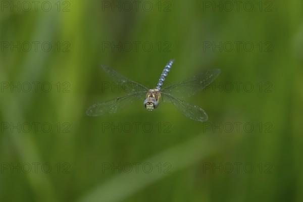 Migrant hawker dragonfly (Aeshna mixta) adult insect flying in summer, England, United Kingdom