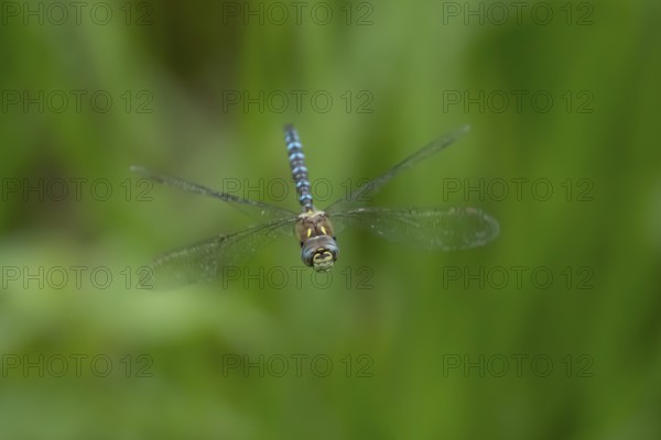 Migrant hawker dragonfly (Aeshna mixta) adult insect in flight in summer, England, United Kingdom