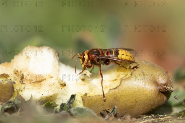 European hornet (Vespa crabro) adult insect feeding on a fallen pear fruit in a garden in summer, England, United Kingdom