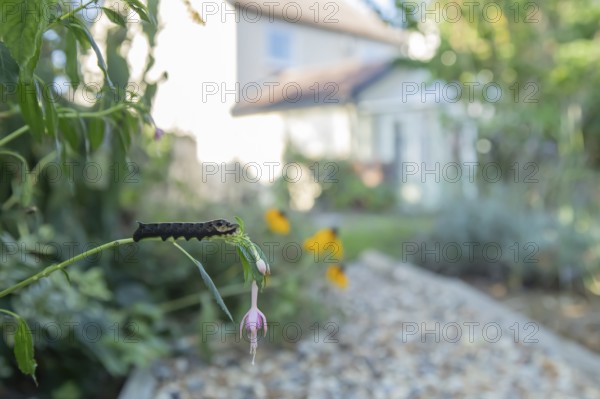 Elephant hawkmoth (Deilephila elpenor) adult moth insect caterpillar or larva on a garden Fuchsia plant leaf in summer, England, United Kingdom