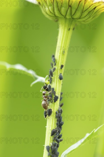 Black bean aphid or Greenfly (Aphis fabae) adult insects and an ant on an Oxeye daisy flower stem in summer, England, United Kingdom