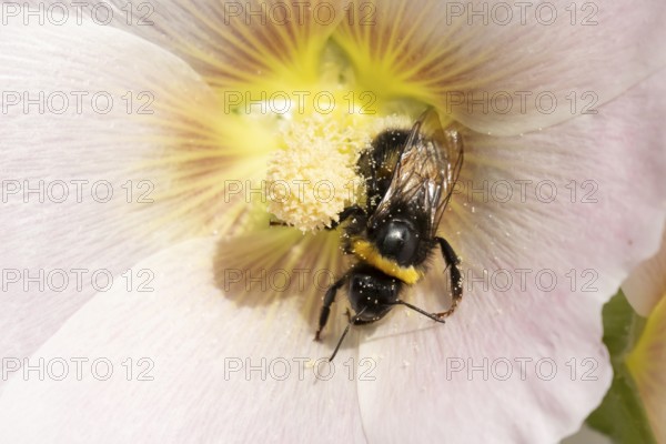 Buff tailed bumblebee (Bombus terrestris) adult bee insect feeding on a garden Hollyhock flower in summer, England, United Kingdom