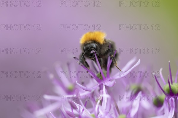 Tree bumblebee (Bombus hypnorum) adult bee insect feeding on a garden purple Allium flower in spring, England, United Kingdom