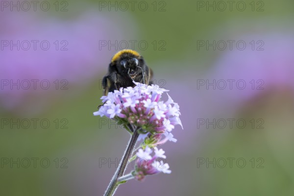 Buff tailed bumblebee (Bombus terrestris) adult bee insect feeding on a garden Verbena bonariensis flower in summer, England, United Kingdom