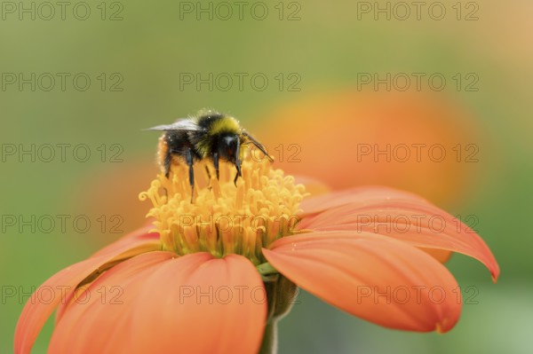 Early bumblebee (Bombus pratorum) adult bee insect feeding on a garden Mexican sunflower (Tithonia spp) flower in summer, England, United Kingdom