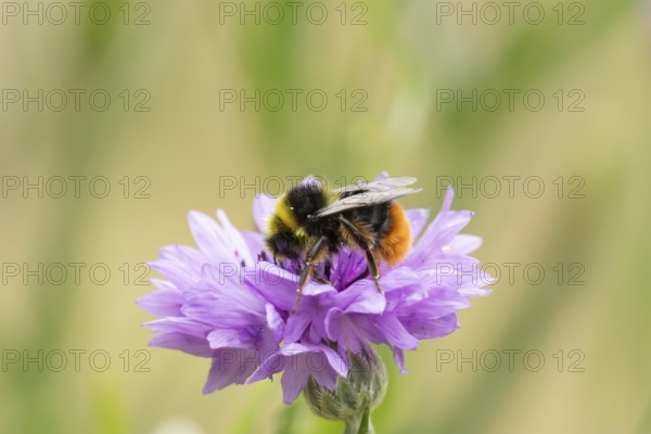 Early bumblebee (Bombus pratorum) adult bee insect feeding on a garden Cornflower flower in summer, England, United Kingdom