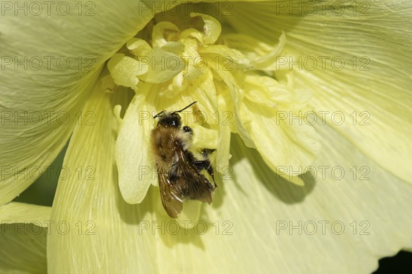 Common carder bumblebee (Bombus pascuorum) adult bee insect feeding on a garden Hollyhock flower in summer, England, United Kingdom