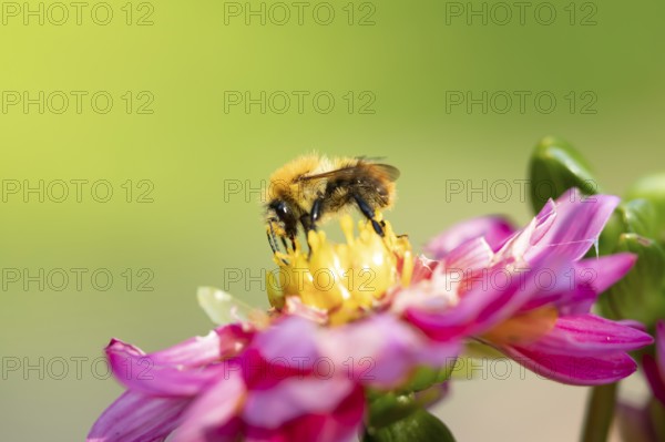 Common carder bumblebee (Bombus pascuorum) adult bee insect feeding on a garden Dahlia flower in summer, England, United Kingdom