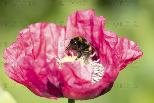 Buff tailed bumblebee (Bombus terrestris) adult bee insect feeding on a garden Opium poppy flower in summer, England, United Kingdom