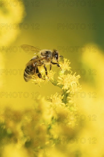 European honey bee (Apis mellifera) adult insect feeding on a garden yellow Golden rod flower in summer, England, United Kingdom