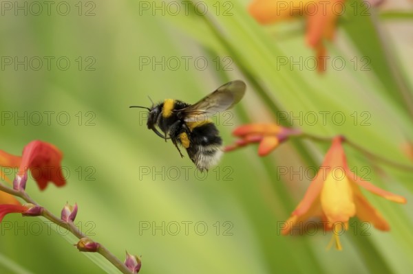 Buff tailed bumblebee (Bombus terrestris) adult bee insect flying in a garden in summer, England, United Kingdom