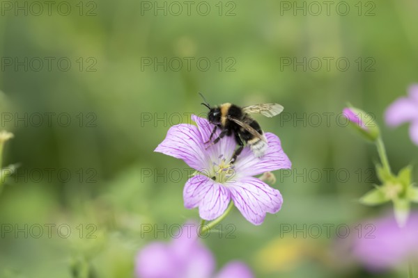 Buff tailed bumblebee (Bombus terrestris) adult bee insect feeding on a garden pink Geranium flower in summer, England, United Kingdom