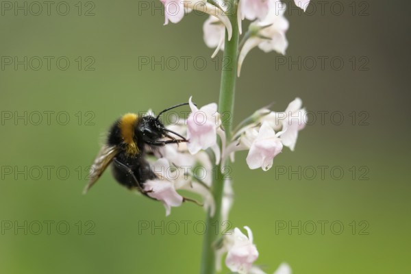 Buff tailed bumblebee (Bombus terrestris) adult bee insect feeding on a garden Toadflax flower in summer, England, United Kingdom