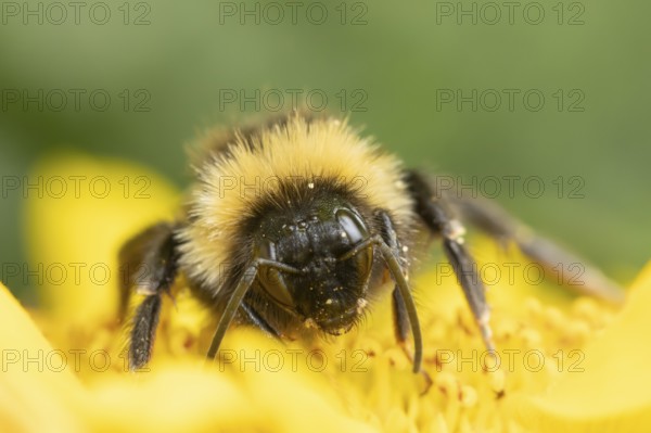 Buff tailed bumblebee (Bombus terrestris) adult bee insect feeding on a garden sunflower flower in summer, England, United Kingdom