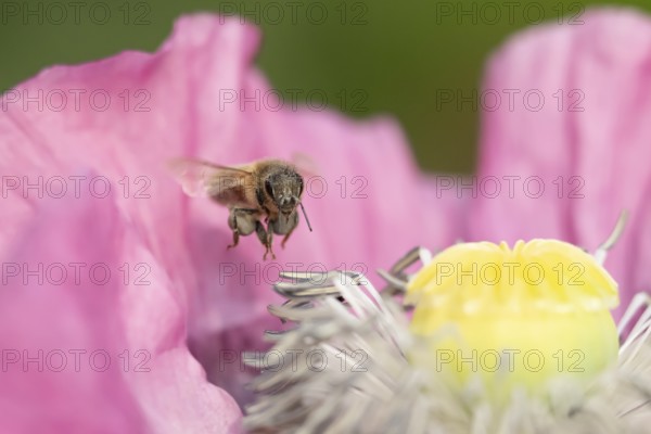European honey bee (Apis mellifera) adult insect flying over a garden Opium poppy flower in summer, England, United Kingdom