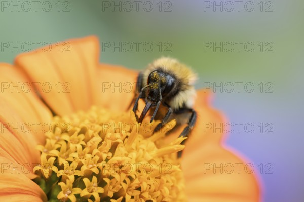 Common carder bumblebee (Bombus pascuorum) adult bee insect feeding on a garden Mexican sunflower (Tithonia spp) flower in summer, England, United Kingdom